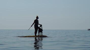 A dog is standing on a rock in the water. Silhouette Doberman with a leash plays in calm sea water on hot summer video