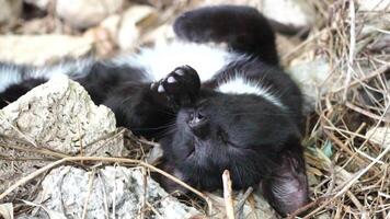 A cute happy black tabby kitten lies and rests on the floor of the park in the rays of sunlight, looks at the camera, wiggles its ears and enjoys the morning sun. video