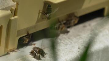 Bees, pollen, hive - Close-up view of bees with colorful pollen on legs near beehive entrance, 240 fps slow motion, pollination process in nature. Apis mellifera video