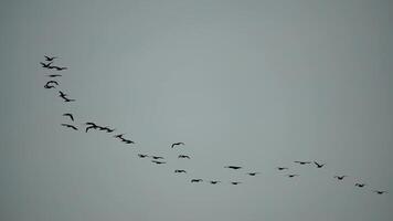 Flock of migratory birds. Cormorants flying in formation. Silhouette of black migratory birds, flying in sunset sky over sea along the coast. Great Cormorants - Phalacrocorax carbo. Slow motion video