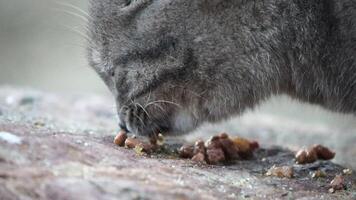 A homeless gray striped cat eats food on a rock in the park. Help and feed wild animals. The concept of caring, showing kindness, pity. A hungry little kitten quickly eats wet food. Close-up portrait video