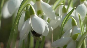 Bee pollinates snowdrop during early spring in forest. Snowdrops, flower, spring. White snowdrops bloom in garden, early spring, signaling end of winter. Slow motion, close up video
