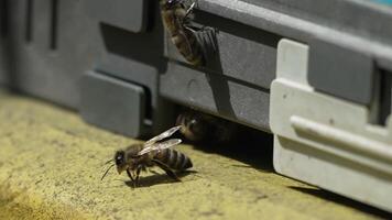 Bees, pollen, hive - Close-up view of bees with colorful pollen on legs near beehive entrance, 240 fps slow motion, pollination process in nature. Apis mellifera video