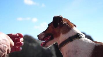 Cute senior Fox Terrier puppy fetching a stick on the beach. Handsome man and his dog playing fetch at the beach on sunset. Slow motion video