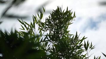 green leaves bamboo tree blowing in wind, leaf on blue background. Tree branch blowing in wind. slow motion nature backgrounds video