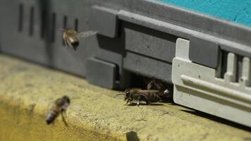 Bees, pollen, hive - Close-up view of bees with colorful pollen on legs near beehive entrance, 240 fps slow motion, pollination process in nature. Apis mellifera video