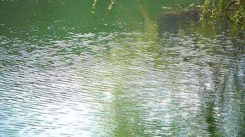 close-up branches of a weeping willow branches with fresh green spring goslings shaking in the wind, set against a background of blue lake water. tranquil and peaceful scene. slow motion. video