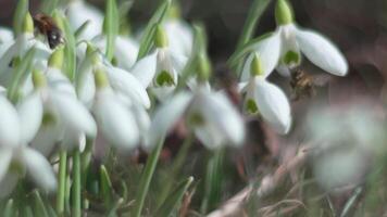 Bee pollinates snowdrop during early spring in forest. Snowdrops, flower, spring. White snowdrops bloom in garden, early spring, signaling end of winter. Slow motion, close up, soft focus video