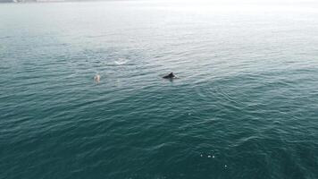 Aerial view of the dolphins slowly swimming in crystal clear calm turquoise waters. Big group of endemic marine mammals migrating along coastline as seen from above. video