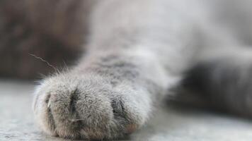 Observing the paw of a cat up close while resting, showing its small details and softness video