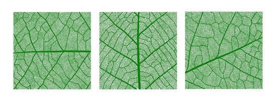 Green leaf texture pattern, leaf with veins, cells vector