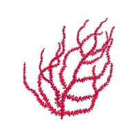 Leather coral grown at sea bottom, pink plant vector