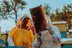 Beekeepers checking honey on the beehive frame in the field. Small business owners on apiary. Natural healthy food produceris working with bees and beehives on the apiary. photo