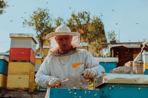 Beekeeper checking honey on the beehive frame in the field. Beekeeper on apiary. Beekeeper is working with bees and beehives on the apiary. photo