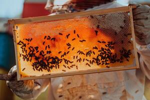 Beekeeper checking honey on the beehive frame in the field. Small business owner on apiary. Natural healthy food produceris working with bees and beehives on the apiary. photo