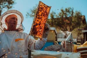 Beekeepers checking honey on the beehive frame in the field. Small business owners on apiary. Natural healthy food produceris working with bees and beehives on the apiary. photo