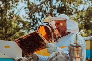 Beekeepers checking honey on the beehive frame in the field. Small business owners on apiary. Natural healthy food produceris working with bees and beehives on the apiary. photo