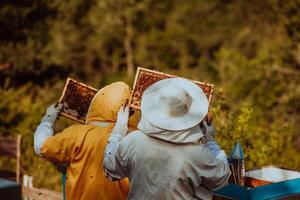 Beekeepers checking honey on the beehive frame in the field. Small business owners on apiary. Natural healthy food produceris working with bees and beehives on the apiary. photo
