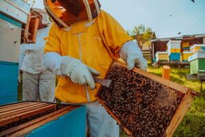 Beekeeper checking honey on the beehive frame in the field. Small business owner on apiary. Natural healthy food produceris working with bees and beehives on the apiary. photo