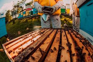 Beekeepers checking honey on the beehive frame in the field. Small business owners on apiary. Natural healthy food produceris working with bees and beehives on the apiary. photo