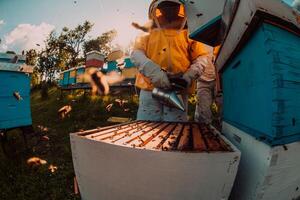 Beekeepers checking honey on the beehive frame in the field. Small business owners on apiary. Natural healthy food produceris working with bees and beehives on the apiary. photo