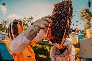 Beekeepers checking honey on the beehive frame in the field. Small business owners on apiary. Natural healthy food produceris working with bees and beehives on the apiary. photo
