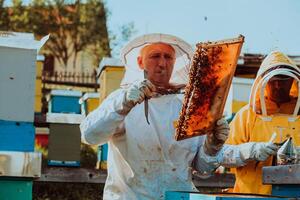 Beekeepers checking honey on the beehive frame in the field. Small business owners on apiary. Natural healthy food produceris working with bees and beehives on the apiary. photo