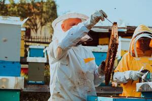 Beekeepers checking honey on the beehive frame in the field. Small business owners on apiary. Natural healthy food produceris working with bees and beehives on the apiary. photo