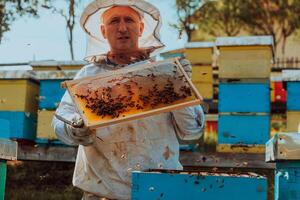 Beekeeper checking honey on the beehive frame in the field. Small business owner on apiary. Natural healthy food produceris working with bees and beehives on the apiary. photo