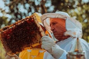 Beekeepers checking honey on the beehive frame in the field. Small business owners on apiary. Natural healthy food produceris working with bees and beehives on the apiary. photo