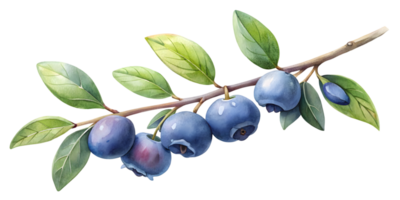 Branch with Bilberries - Isolated on Transparent Background png
