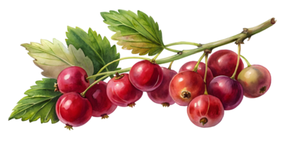 Branch with Currants - Isolated on Transparent Background png