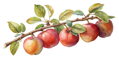 Branch with Apples - Isolated on Transparent Background png