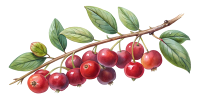 Branch with Chokeberries - Isolated on Transparent Background png