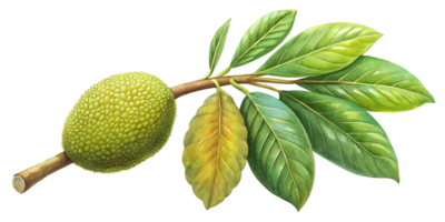 Branch with Breadfruit - Isolated on Transparent Background png