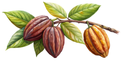 Branch with Cacao Pods - Isolated on Transparent Background png