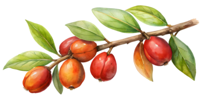Branch with Canistel - Isolated on Transparent Background png