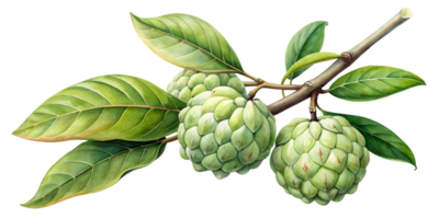 Branch with Cherimoya - Isolated on Transparent Background png