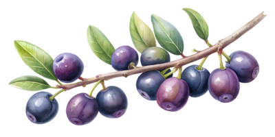 Branch with Acai Berries - Isolated on Transparent Background png