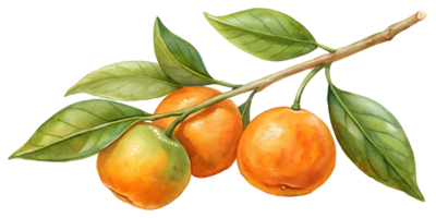 Branch with Clementines - Isolated on Transparent Background png
