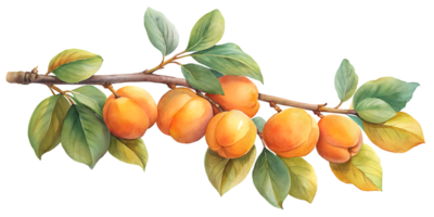 Branch with Apricots - Isolated on Transparent Background png
