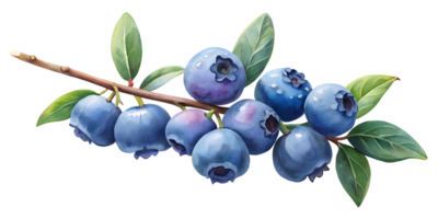 Branch with Blueberries - Isolated on Transparent Background png