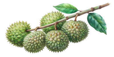 Branch with Durians - Isolated on Transparent Background png