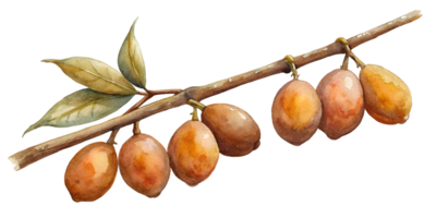Branch with Sapotes - Isolated on Transparent Background png