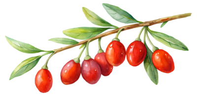 Branch with Goji Berries - Isolated on Transparent Background png