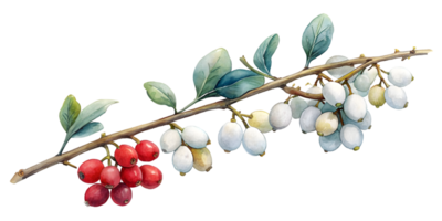 Branch with Snowberries - Isolated on Transparent Background png