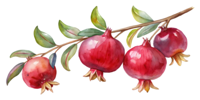 Branch with Pomegranates - Isolated on Transparent Background png