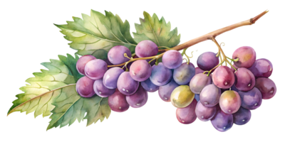 Branch with Grapes - Isolated on Transparent Background png