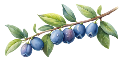 Branch with Honeyberries - Isolated on Transparent Background png