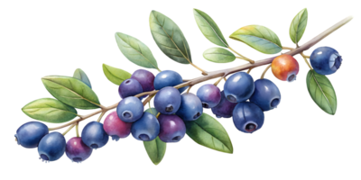 Branch with Huckleberries - Isolated on Transparent Background png